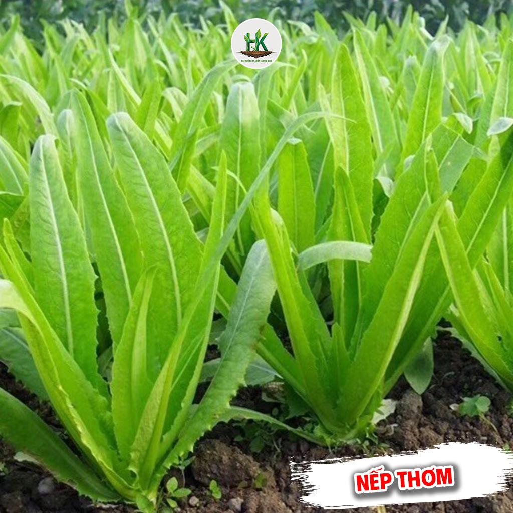 [GÓI 3000 HẠT] Hạt giống Rau Diếp Nếp Thơm F1 (Xà Lách Lá Nhọn) dễ trồng, nhanh thu hoạch, trồng quanh năm - HK SEEDS