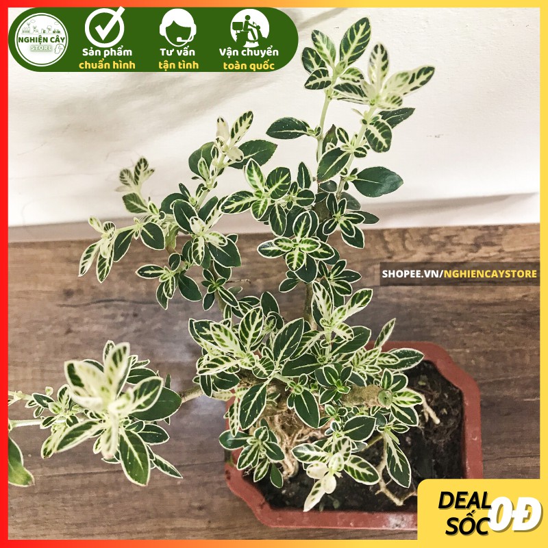 Cây bạch tuyết mai bonsai để bàn thanh lọc không khí trang trí tiểu cảnh
