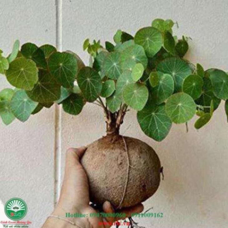 MỚI_Bình Vôi Củ Tròn Dưới 5kg (To Ngoại Cỡ IB) Chuẩn