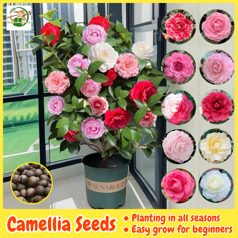 เม็ดพันธุ์ ดอกเคมีเลีย บรรจุ 10 เมล็ด Bonsai Camellia Flower Seeds บอนสี เมล็ดดอกไม้ บอนไซ บอนสีหายาก ต้นไม้มงคล เมล็ดบอนสี ดอกไม้ปลูกสวยๆ ต้นบอนสี ไม้ประดับ ดอกไม้จริง ต้นไม้ฟอกอากาศ พันธุ์ดอกไม้ แต่งบ้านและสวน ปลูกง่าย คุณภาพดี ราคาถูก ของแท้ 100% ราคา 45 บาท*ส่งฟรี
