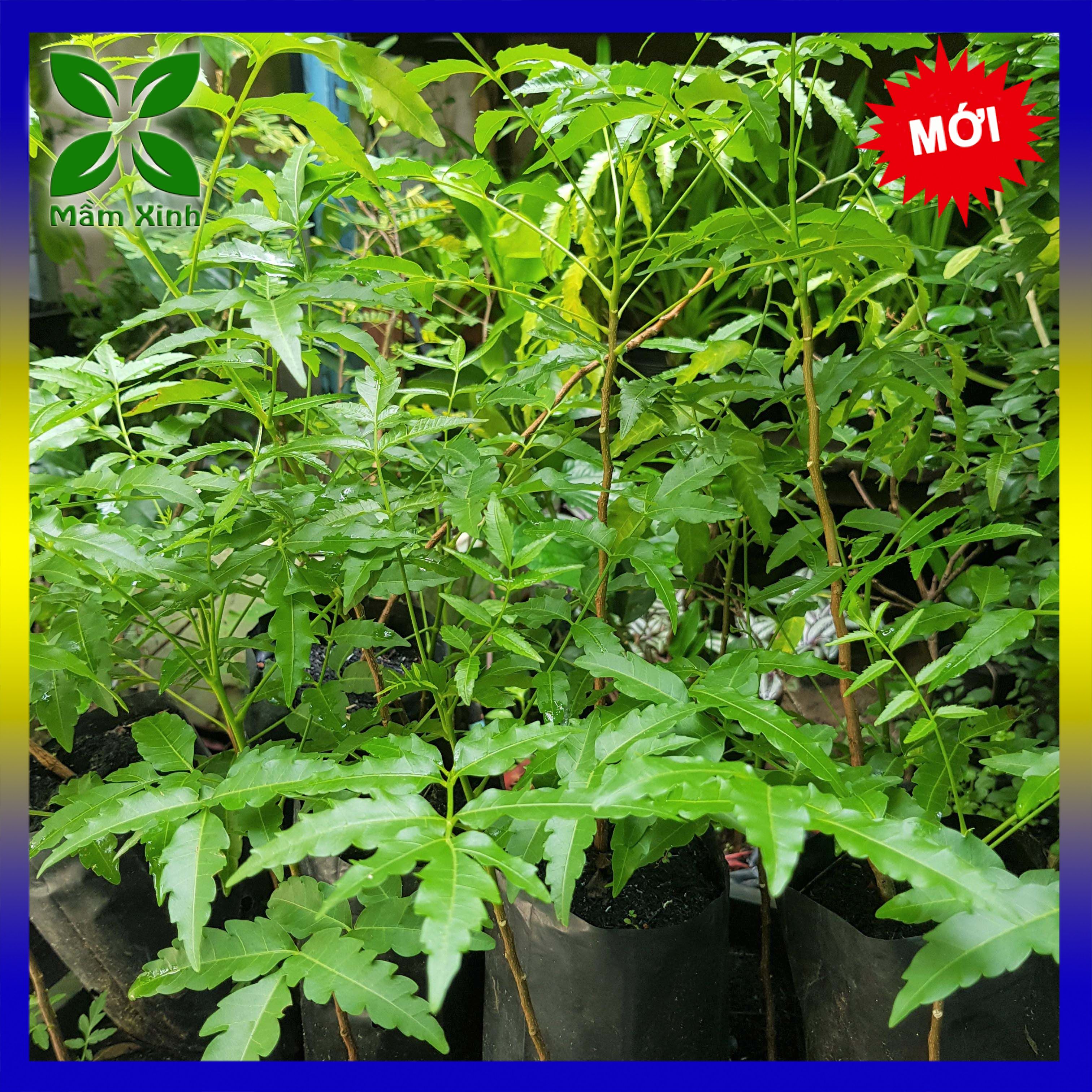 Combo 4 cây sầu đâu khỏe mạnh cao 30cm