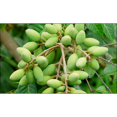 Cây giống cây trám trắng - cam kết chuẩn giống