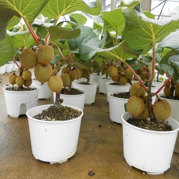 Hạt giống cây kiwi