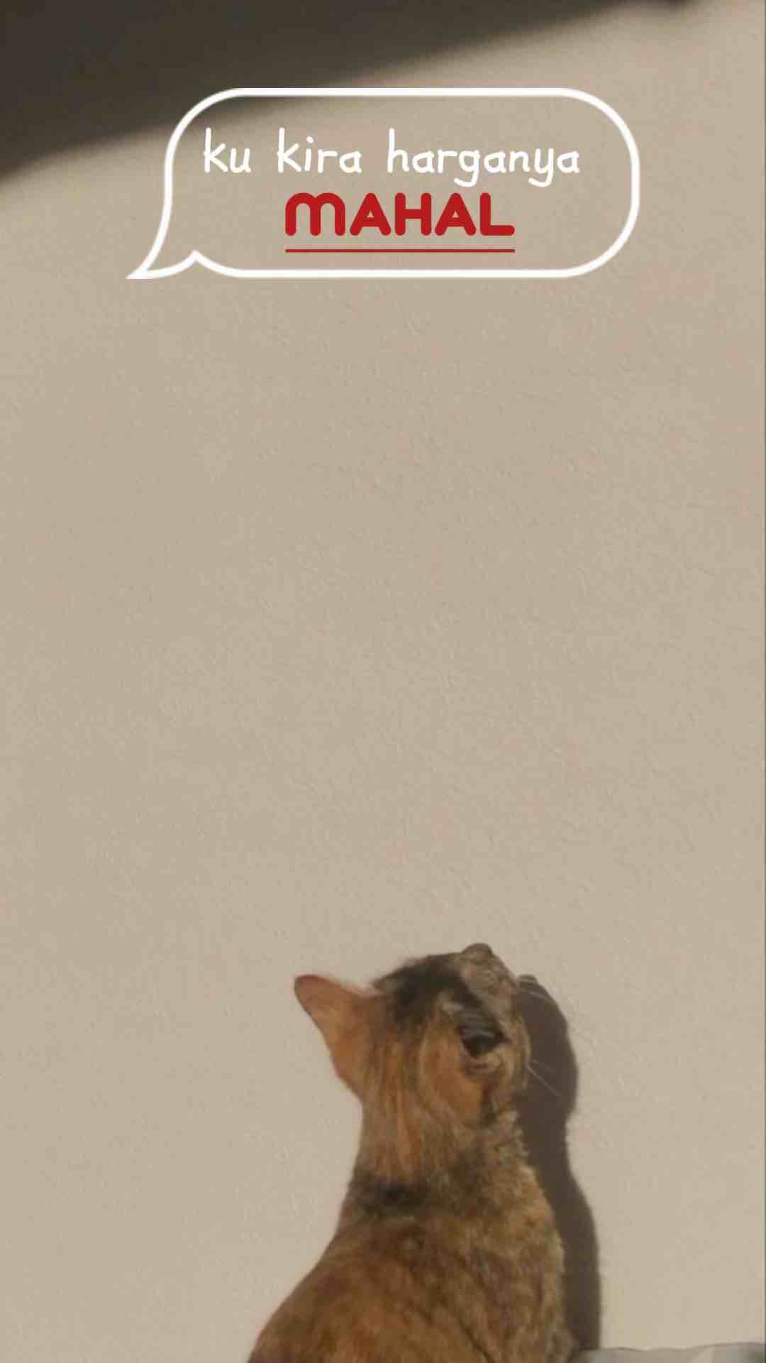 kaos bus viral Kids panda tuan muda ratu Maher u/anak 1-11 thn