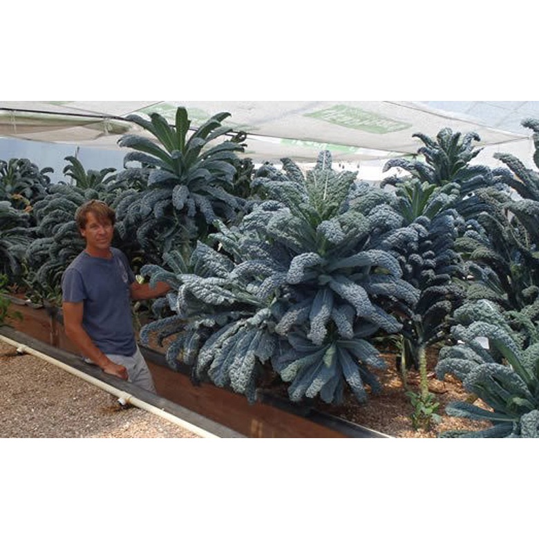 cây giống kale xanh khủng long mỹ ươm vỉ