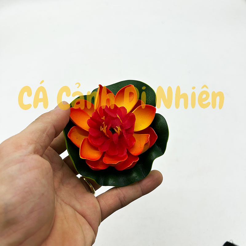 Hoa sen thả nổi mặt nước Size NHỎ BÔNG NỞ trang trí hồ cá cảnh - 6