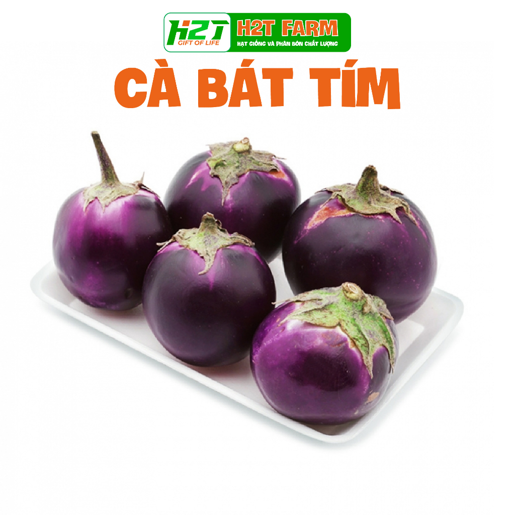 Hạt giống cà bát tím - h2t farm