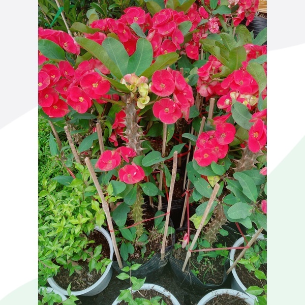 Xương Rồng Bát Tiên Lớn