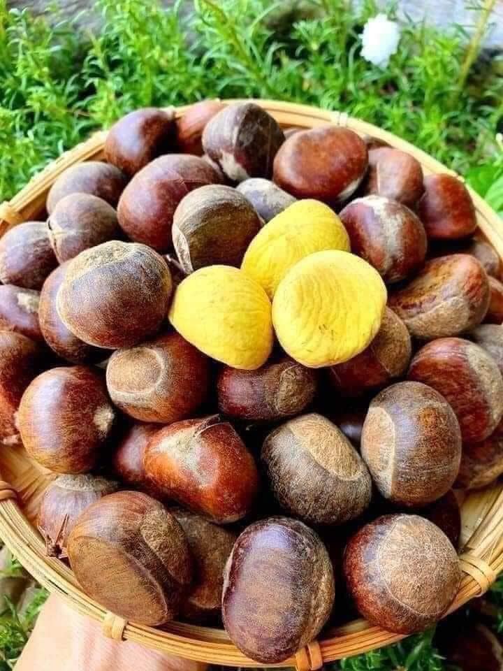 Hạt dẻ tươi đặc sản loại ngon 1kg, hạt dẻ tươi chắc mẩy ruột vàng