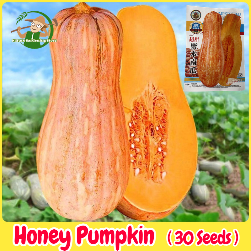 เมล็ดพันธุ์ ฟักทองน้ำผึ้ง เมล็ดฟักทองฮันนี่ บัตเตอร์นัท บรรจุ 30 เมล็ด Honey Pumpkin Seeds Organic Vegetable Seeds for Planting เมล็ดพันธุ์แท้ OP เมล็ดพันธุ์ผัก ผักสวนครัว บอนไซ ปลูกผัก ผักออร์แกนิก พันธุ์ผัก เมล็ดผัก เมล็ดพันธุ์พืช ปลูกได้ตลอดปี ปลูกง่าย ราคา 38 บาท*ส่งฟรี