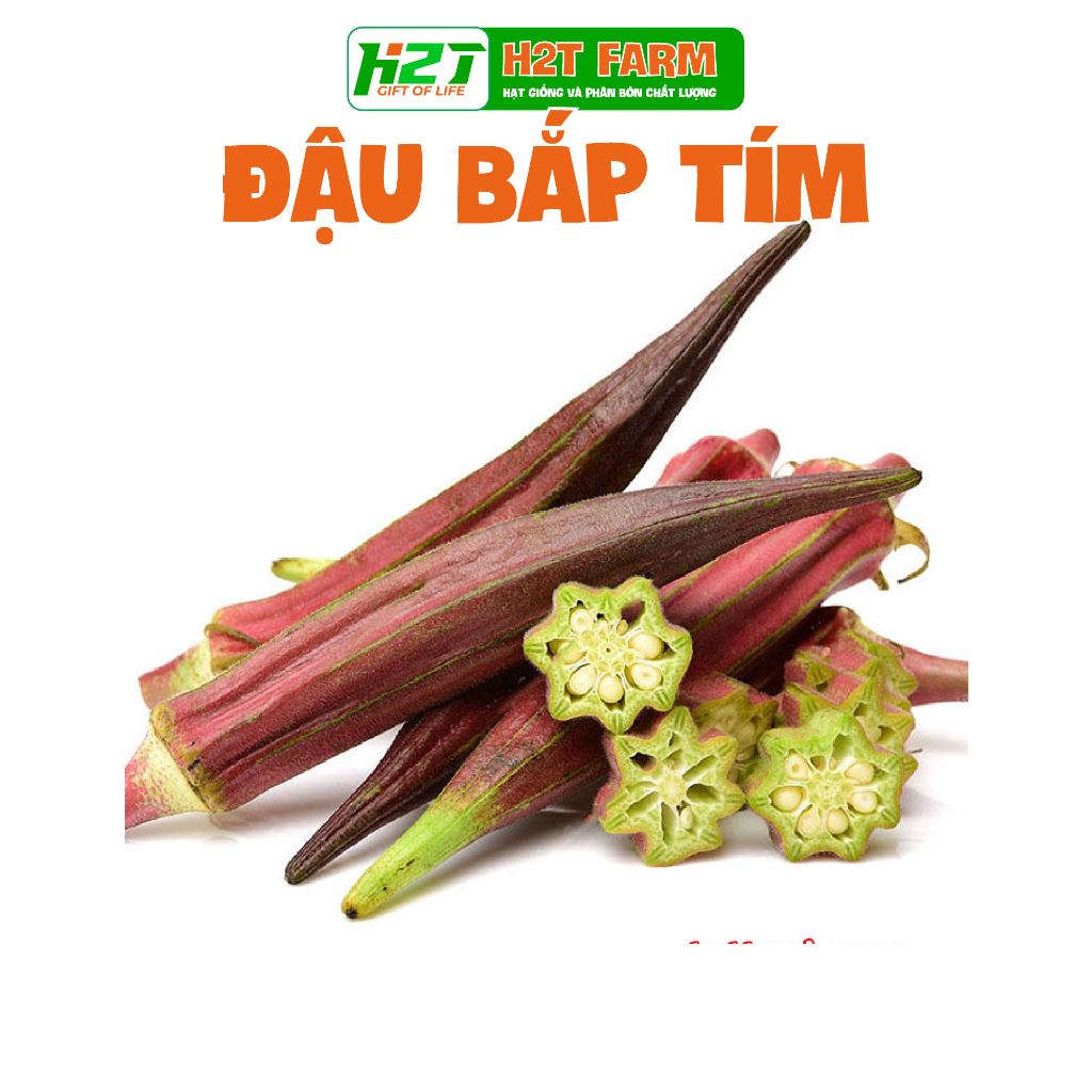 Hạt giống đậu bắp đỏ giàu dinh dưỡng, trồng quanh năm - h2t farm
