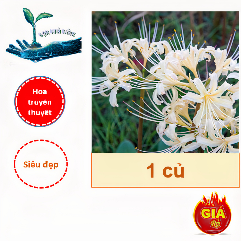 Ý nghĩa hoa Bỉ Ngạn, công dụng và cách trồng giúp hoa nở đẹp - Sáng tạo -  Việt Giải Trí