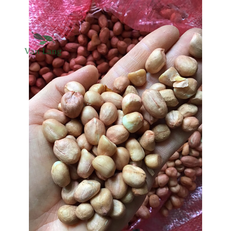 1Kg Lạc trắng hạt to đều - lạc trắng thơm ngon bùi - sỉ rẻ hơn