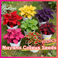 100% Legit 100pcs Assorted Color Rare Mayana Coleus Seeds for Planting and Gardening Bonsai Mayana Coleus Live Plant Flower Seed Real Coleus Canina Plant Seeds Ornamental Potted Coleus Plants for Sale Indoor Plants Outdoor Garden Decor Easy To Grow Plants