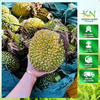 Quả Dứa Dại Rừng Tươi Tây Bắc 1kg