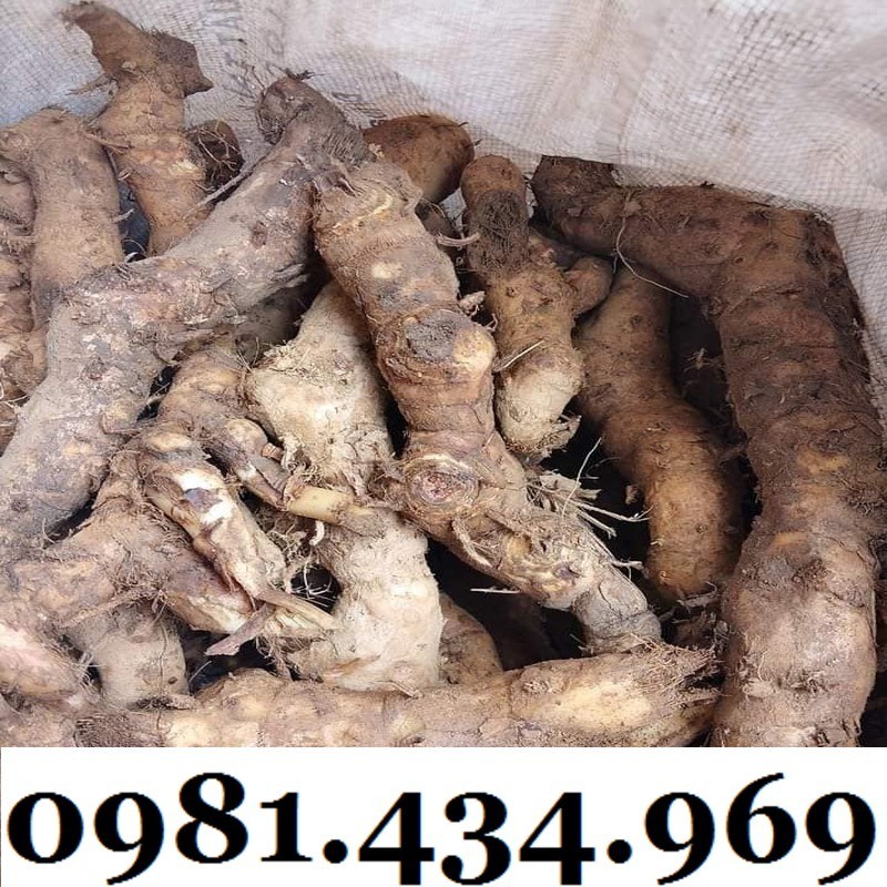 Xịn-Củ Mía Dò (Cát Lồi) 01KG Tự Nhiên Chất Chuẩn