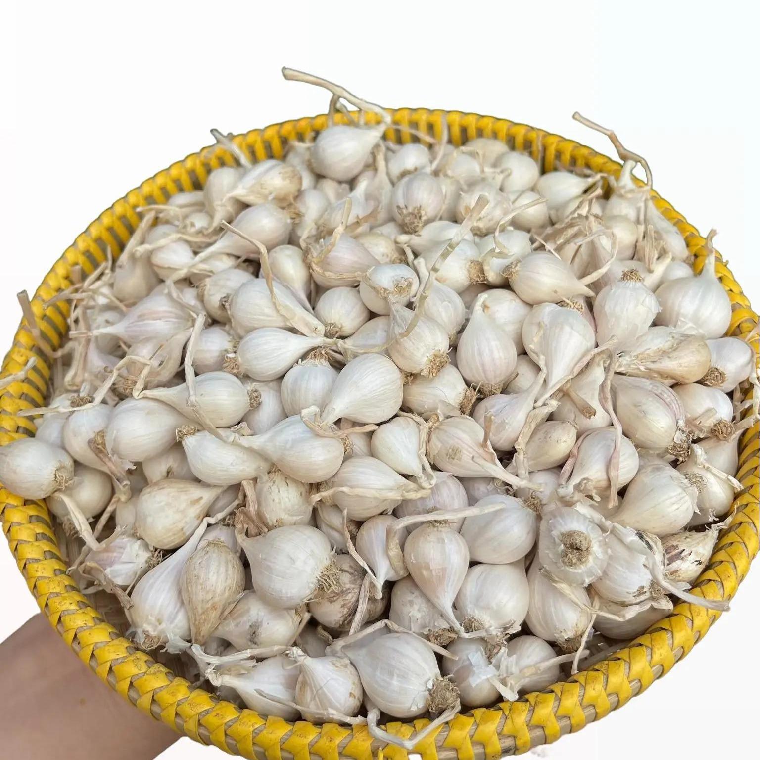 Tỏi Lý Sơn khô 3 đến 5 tép, loại tỏi tép dẹp ít tép, khối lượng 1 kg. Cuối năm tỏi có mầm nhẹ. Cam kết chính gốc Lý Sơn