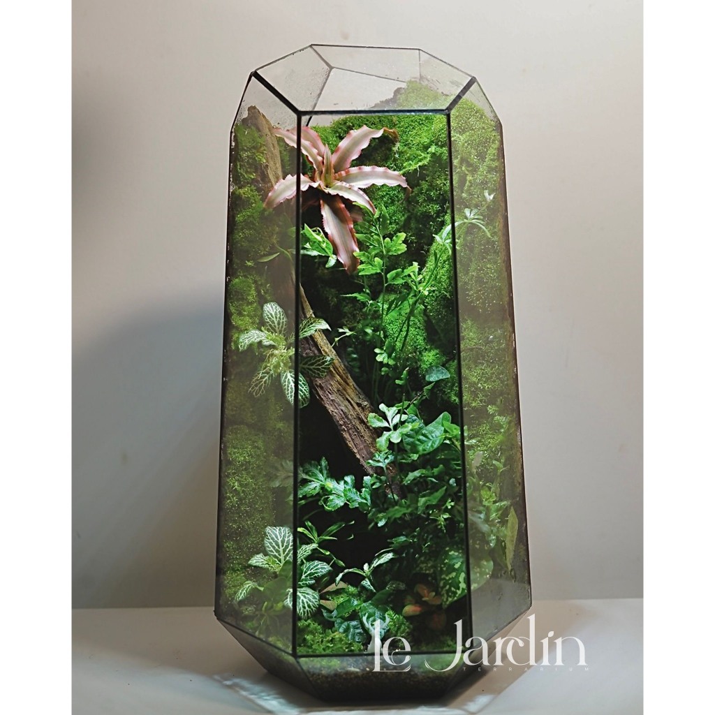 Mẫu Terrarium đẹp Terrarium miniTerarium đa giác combo setup Terrarium Terrarium setup sẵn (bao gồm 