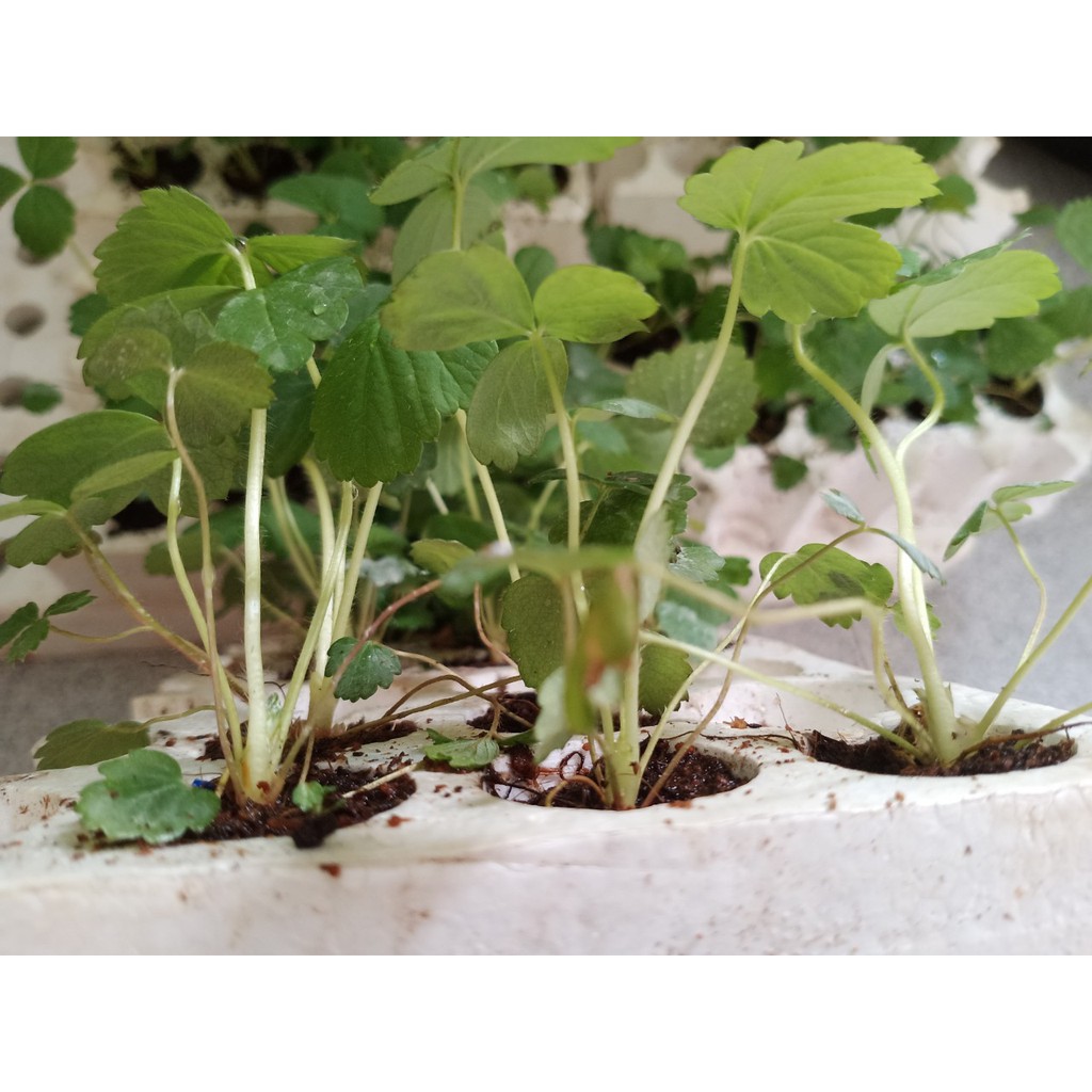 Combo 10 Cây Dâu Tây Cấy Mô Hàn/Nhật/Pháp ngọt Chịu Nhiệt - Vườn của Sam