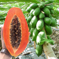 Papaya Seeds —（20Seeds） Hybrid Red Papaya by East West Seed Gardening Seeds Ornamental Flowering Plants Seeds Potted Live Plants for Sale Real Plants Garden Decor