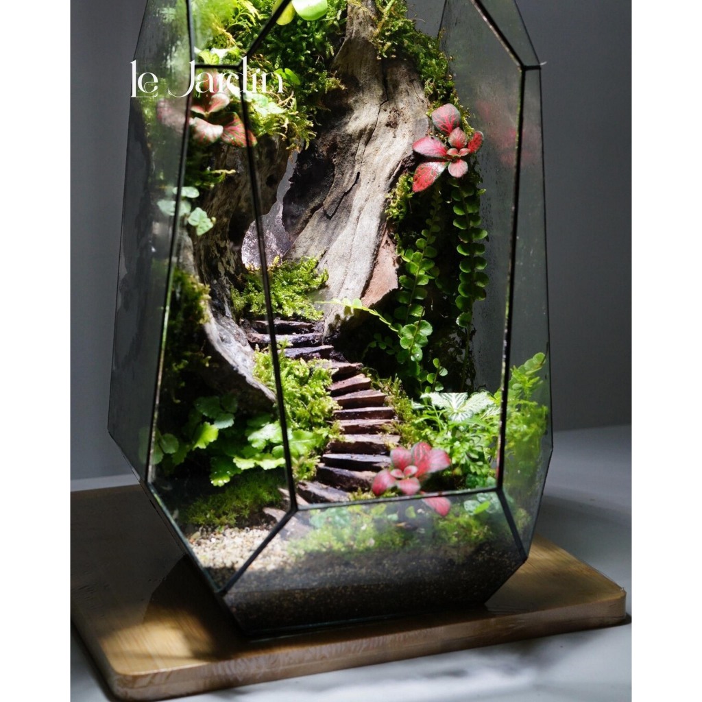 Mẫu Terrarium đẹp Terrarium miniTerarium đa giác combo setup Terrarium Terrarium setup sẵn (bao gồm 