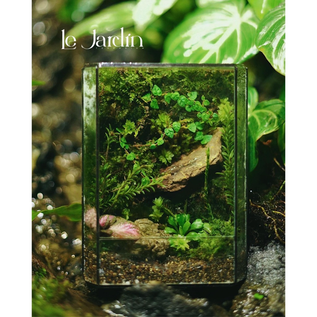 Mẫu Terrarium đẹp, Terrarium mini,Terarium đa giác combo setup Terrarium, Terrarium setup sẵn