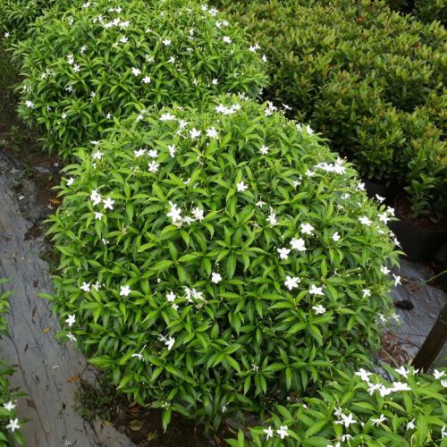 CÂY GIỐNG MAI VẠN PHÚC ( CÂY MAI TIỂU THƯ)