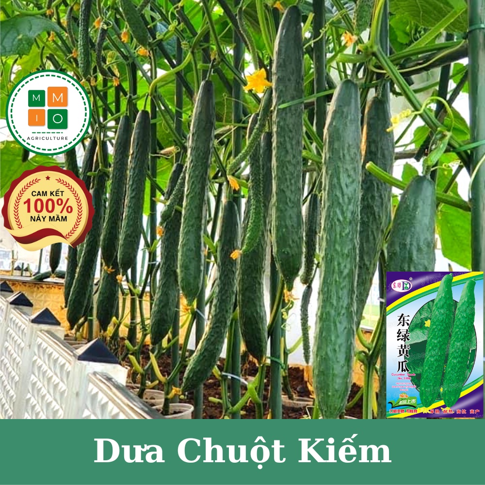 Hạt giống dưa chuột kiếm Nhật Bản, dưa leo giòn ngọt