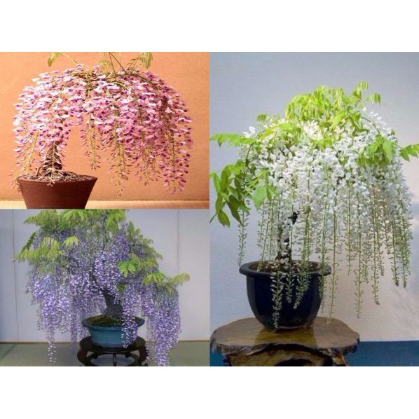 Hạt giống Hoa Tử đằng - Giống Hoa Cảnh Nhập Khẩu