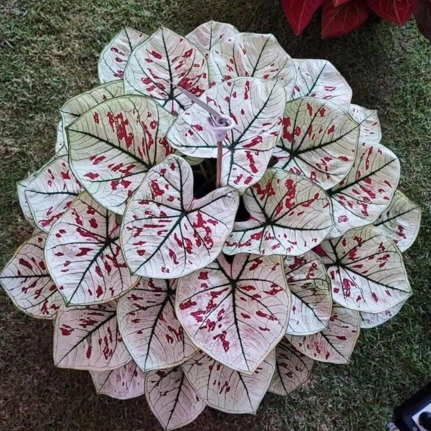 Bầu Giống Caladium Dâu tây khỏe mạnh