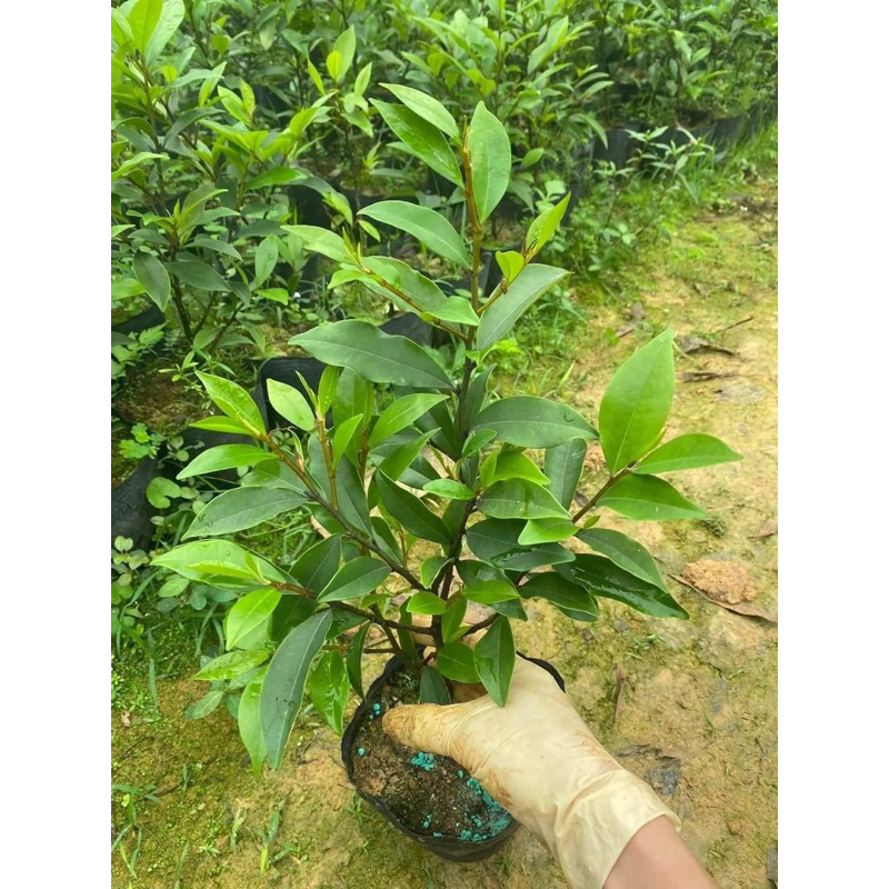 Cây lan tiêu bầu bát