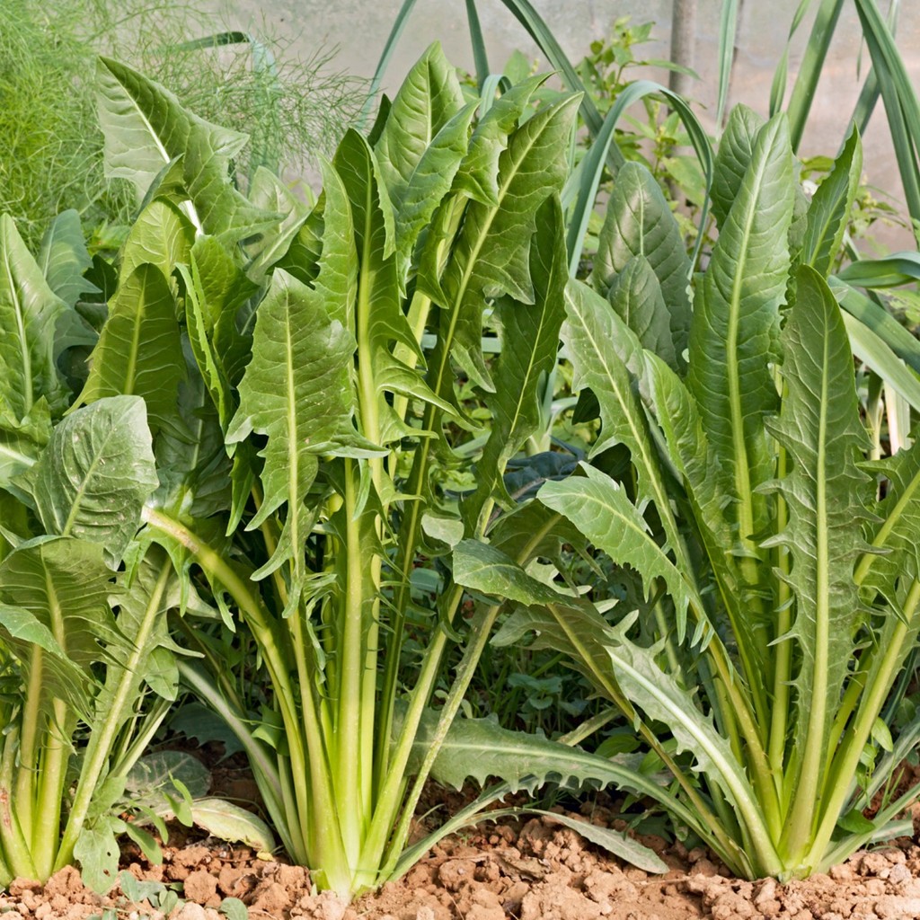 Hạt Giống Rau Bồ Công Anh ITALIAN (rau diếp xoăn)