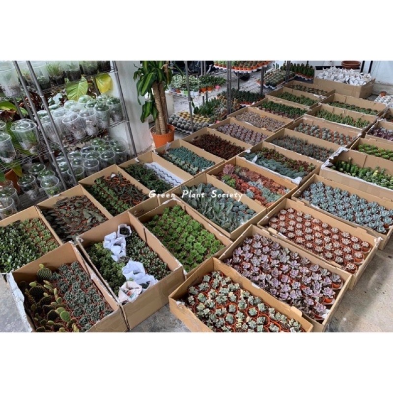 GPS X 90s Greenovation - Live Succulent - Random Pick