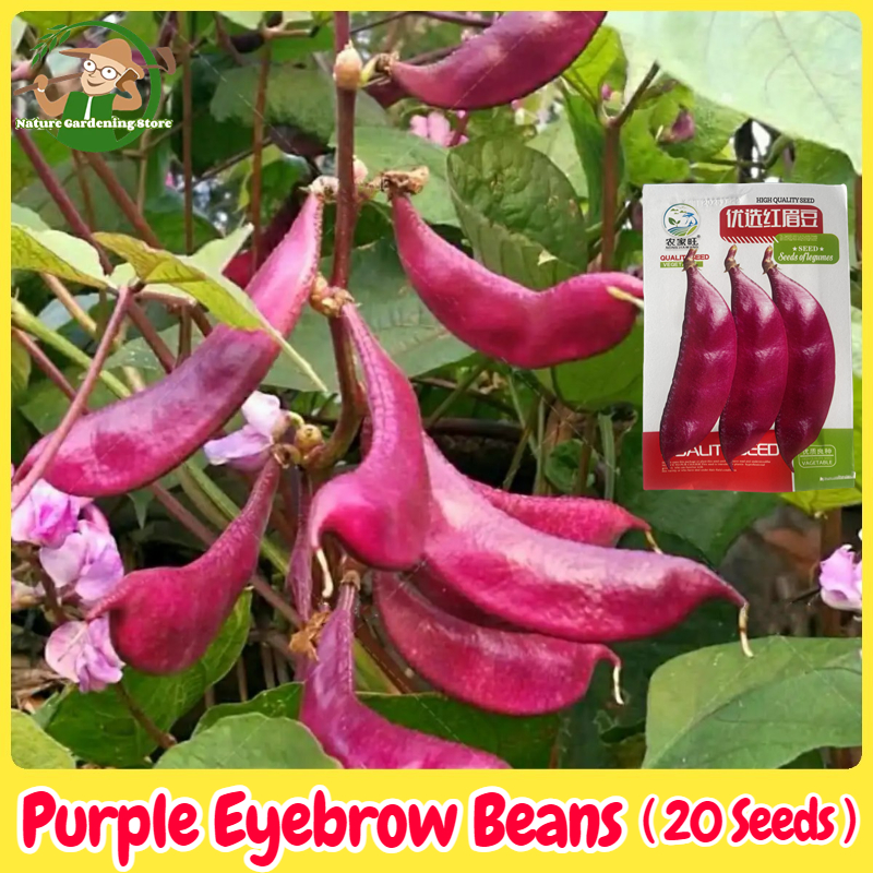 เมล็ดพันธุ์ถั่วแปบหูข้าง บรรจุ20เมล็ด Purple Red Eyebrow Beans Seed Lentils Organic Vegetable Seeds for Planting เมล็ดพันธุ์แท้ OP เมล็ดพันธุ์ผัก บอนไซ ผักสวนครัว ผักออร์แกนิก พันธุ์ผัก เมล็ดผัก ปลูกได้ตลอดปี ปลูกง่าย คุณภาพดี ราคาถูก ปลูกผัก สวนครัว โตไว ราคา 38 บาท*ส่งฟรี