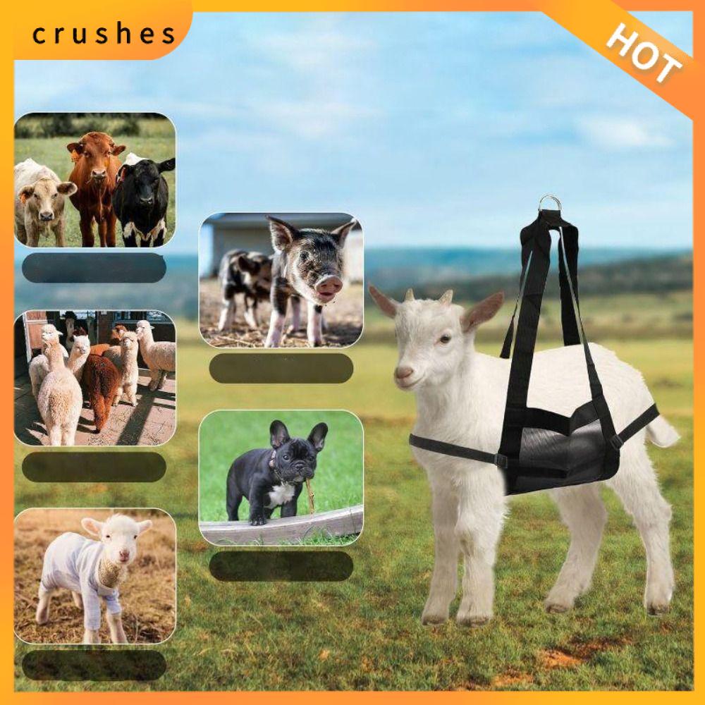 CRUSHES Nylon Cân treo gia súc với độ bền cao Dây đeo có thể điều chỉnh Dây đeo cân cho thú cưng  Hỗ trợ 1000 LB Dây cương dê dành cho dê, cừu, bê