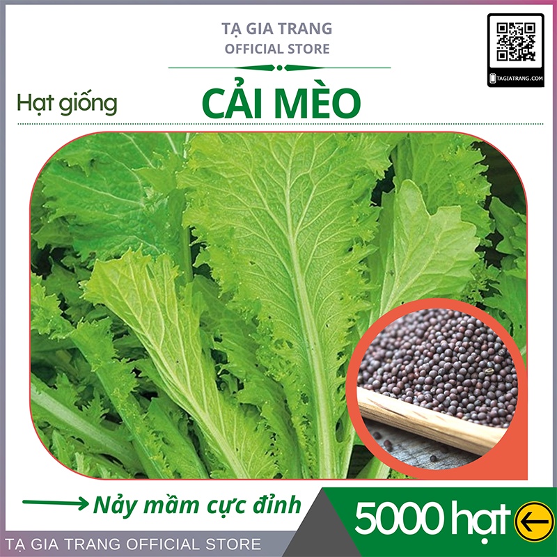 Hạt giống cải mèo, rau đặc sản Tây Bắc - Shop hạt giống Tạ Gia Trang