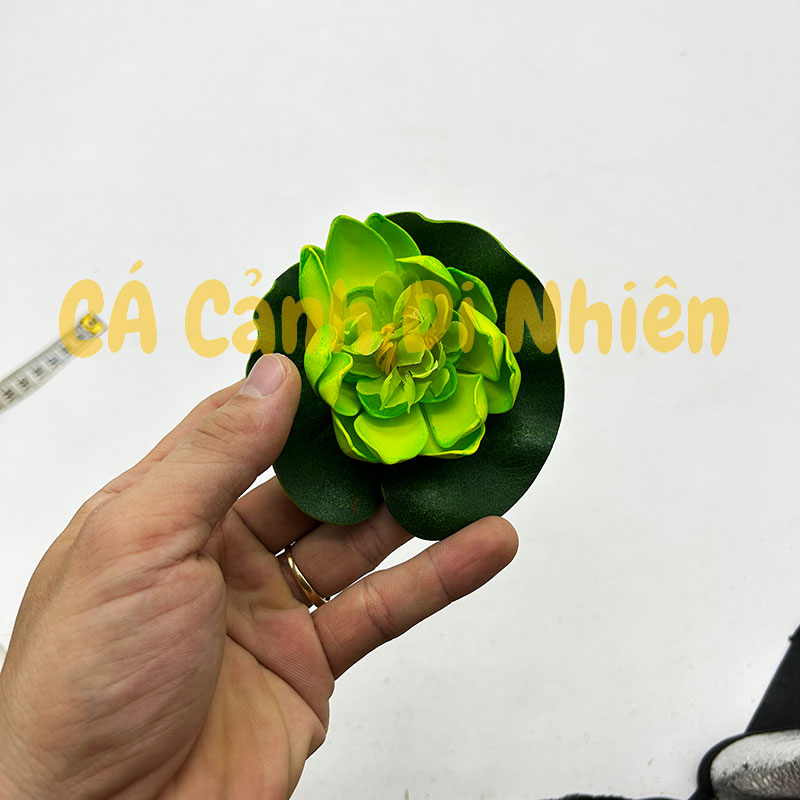 Hoa sen thả nổi mặt nước Size NHỎ BÔNG NỞ trang trí hồ cá cảnh - 2