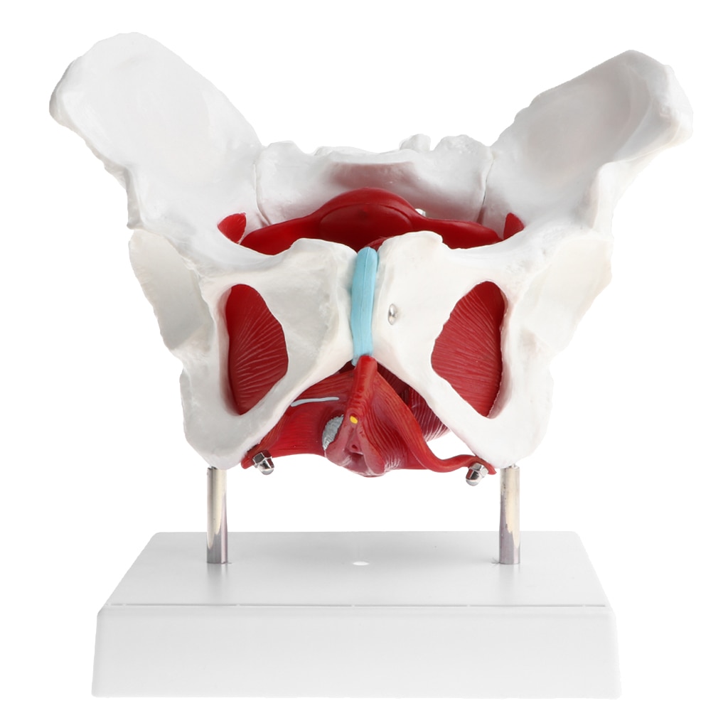 1:1 giải phẫu nữ xương chậu sacrum pubis mô hình bệnh lý thay đổi phụ nữ Mô Hình Bộ Xương Kit phòng thí nghiệm cung cấp Trường học công cụ học tập