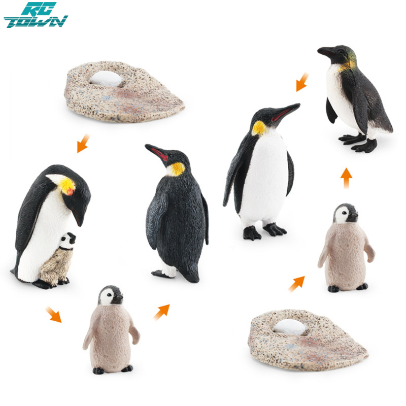 Realistic Penguin Action Figures Growth Cycle Life Stage Model Science