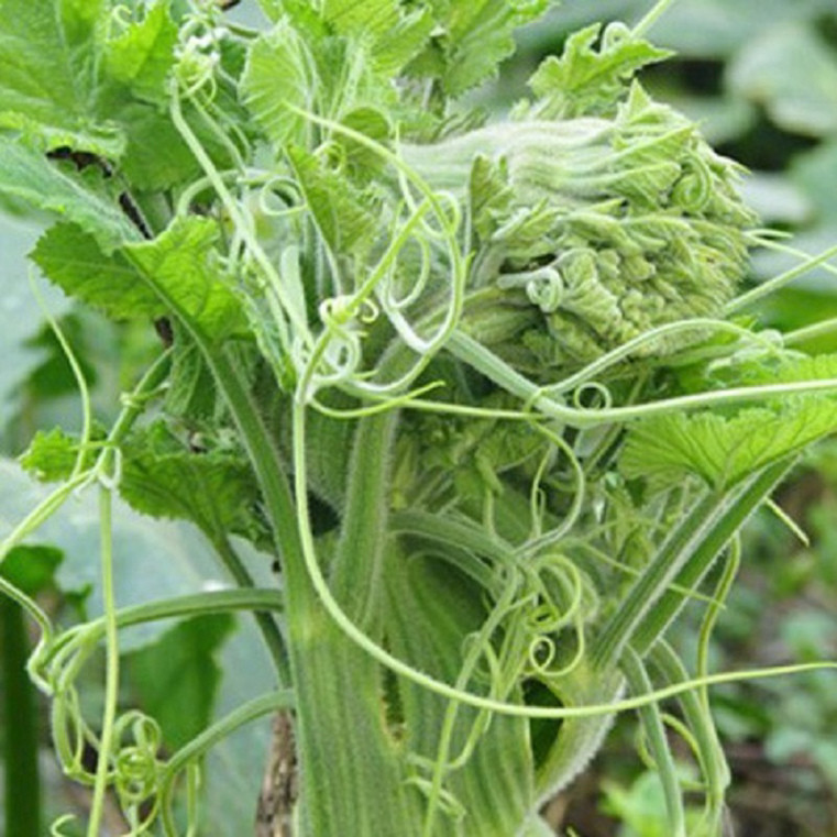 Hạt giống Bí siêu ngọn gói 20 gram