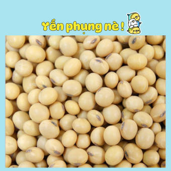 Đậu nành sạch (đỗ tương, đậu tương) làm sữa hạt/đậu hủ.