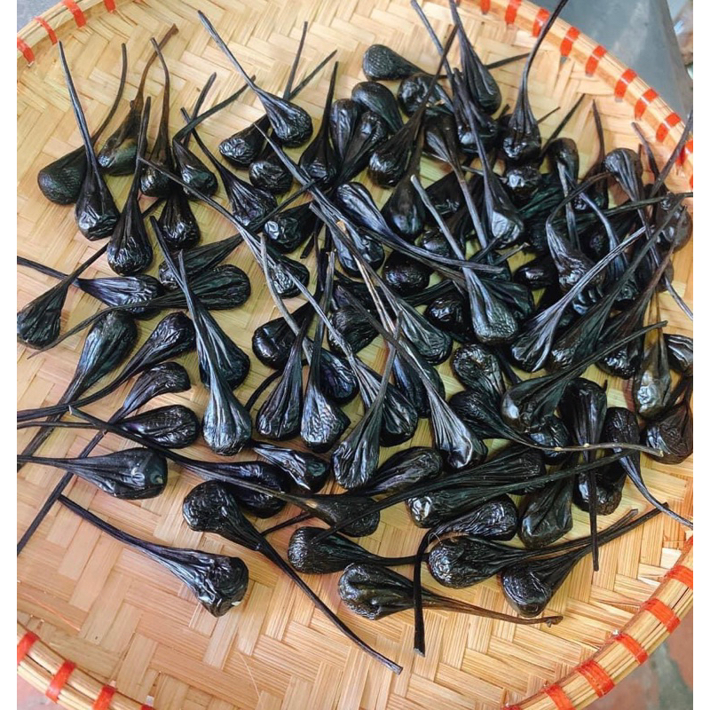 Mật kì đà chuẩn rừng lai châu