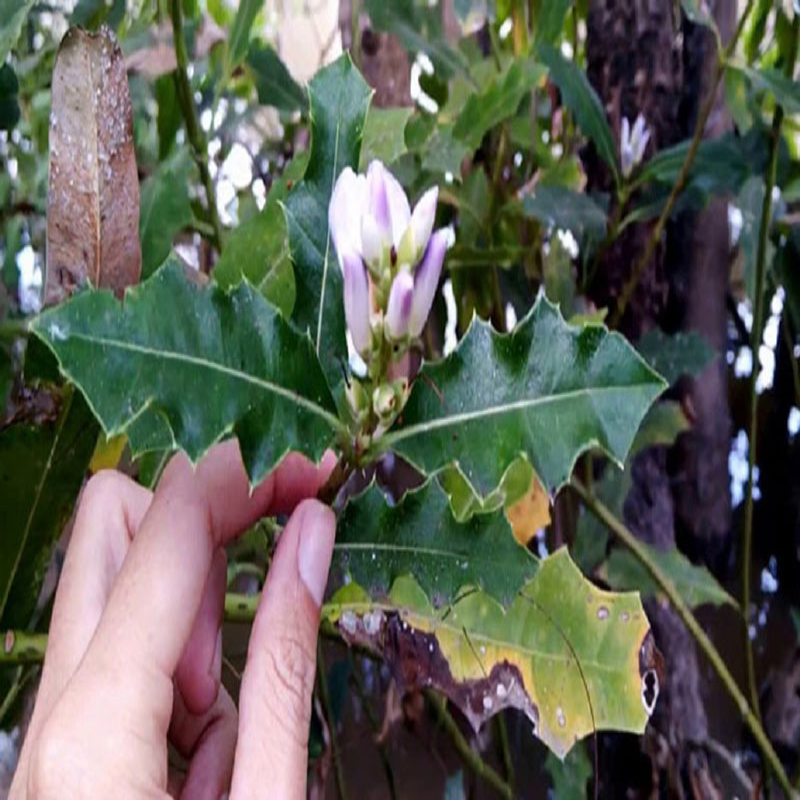 TPV- Cây Ô Rô Nước Có Gai Hoa Trắng Khô Nhà Làm 01KG