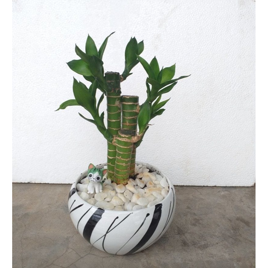Cây phát tài - cây phát tài phát lộc mini ba thân mập mạp là loại cây mang lại may mắn, vận mệnh tốt cho chủ