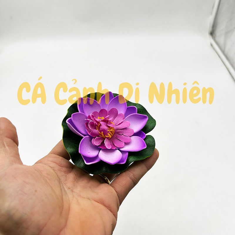 Hoa sen thả nổi mặt nước Size NHỎ BÔNG NỞ trang trí hồ cá cảnh - 5
