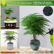 100% Legit Asparagus Fern Tree Plant Seeds for Planting & Gardening Potted Asparagus Fern Live Plant Bonsai Seed Evergreen Bamboo Seeds Air Purifying Indoor Plants Real Plants Flower Seeds Outdoor Garden Decor buto ng bulaklak Easy To Grow Plants