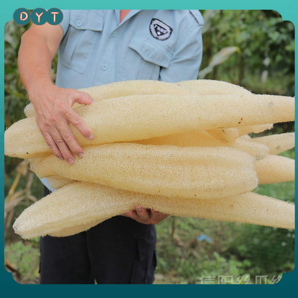 DYT Tự nhiên Bông xơ mướp Dài Không dính Dụng cụ rửa chén bát Làm sạch mạnh mẽ Trồng sinh thái Bọt biển tắm cơ thể Phòng tắm nhà bếp