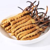 Đông Trùng Hạ Thảo Tây Tạng Himalaya 5g cao cấp Wild Cordyceps Sinensis bổ thận tráng dương 10 cây