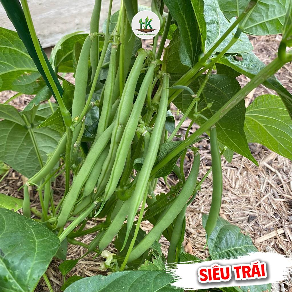 Hạt giống Đậu Cove Bụi Lùn Cao Sản Siêu Trái, cây sinh trưởng khỏe, trồng quanh năm - HK Seeds