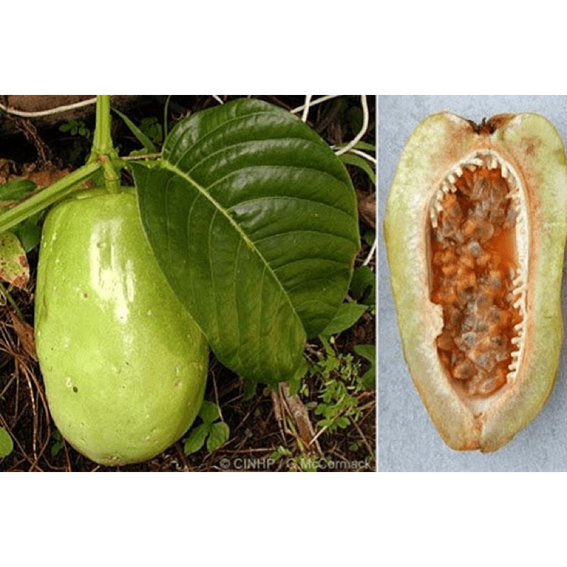 Hạt giống dưa tây - 5 hạt/ gói